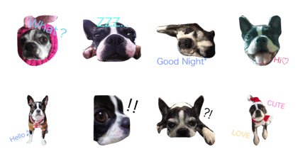 Boston terrier Coco