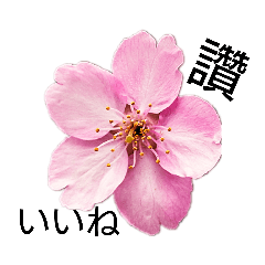 flower花