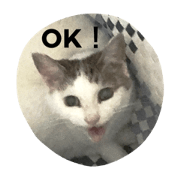 NekoNekoPunch's cats