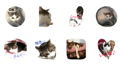 NekoNekoPunch's cats