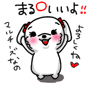 Ok Maltese(Iyo Marui)