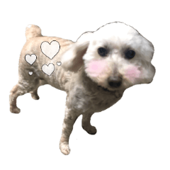 toy poodle sticker1