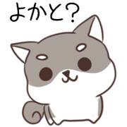 Shiba inu Hakata dialect