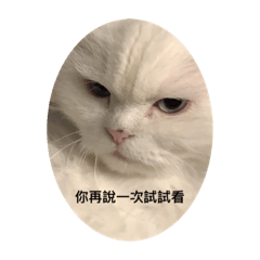 胖貓貓 很胖胖胖的那種