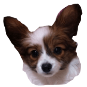 Sticker of my DOG