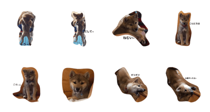 This is my Japanese Shiba inu