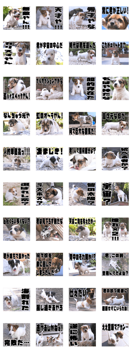 MIEDOG Jack Russell terrier sticker 37
