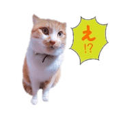 Cats of Tanaka family