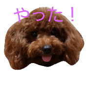 toypoodle red MOCA part2