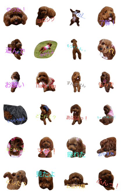 toypoodle red MOCA part2