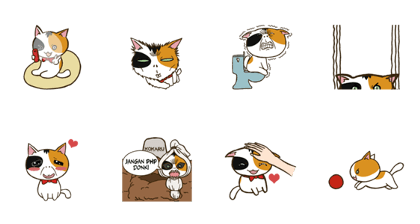 Kokaru the Cute Cat with Three Colours 3