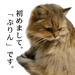 This cat's name is Purin.