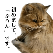 This cat's name is Purin.