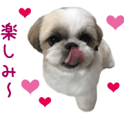 Real DOG Shih Tzu -KOLON-