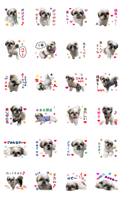 Real DOG Shih Tzu -KOLON-