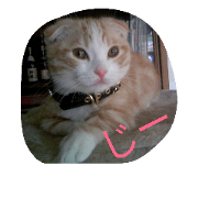 Cat JYUN
