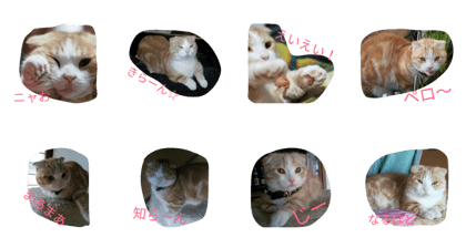 Cat JYUN