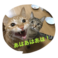 Yoshida cats MARU&URI part3