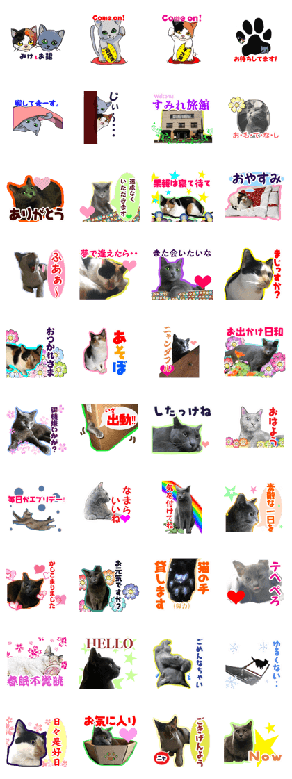 sumire cats
