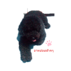 panda_20210325215116