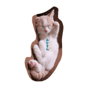 Cat(His name is LUKE)