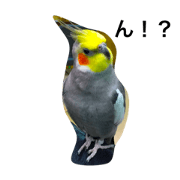 bird little