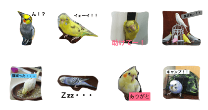 bird little
