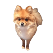 Cute Small Pomeranian