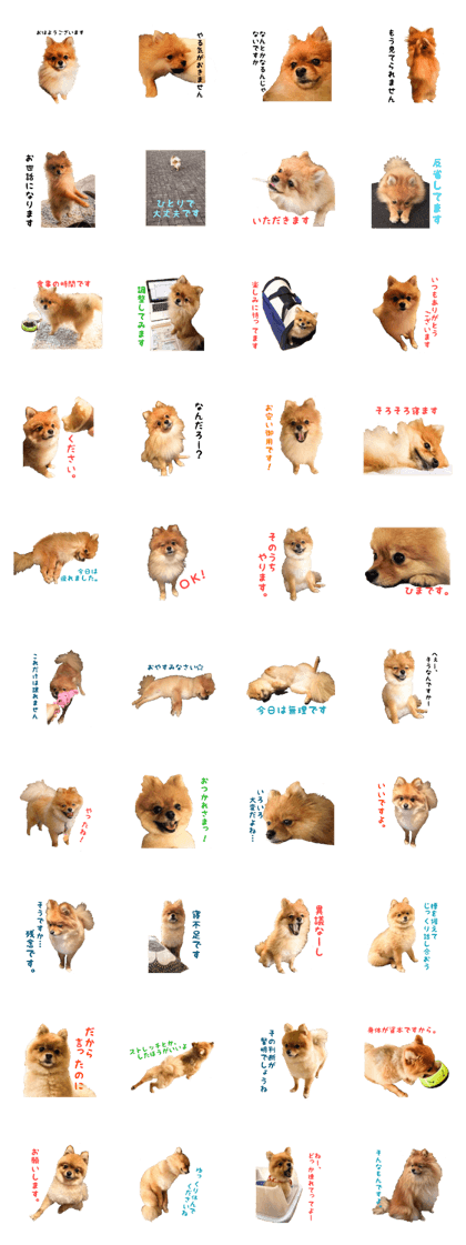 Cute Small Pomeranian