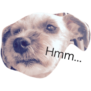 My cute dog(Schnauzer)