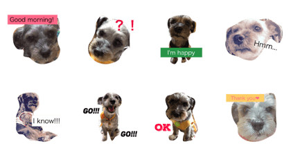 My cute dog(Schnauzer)