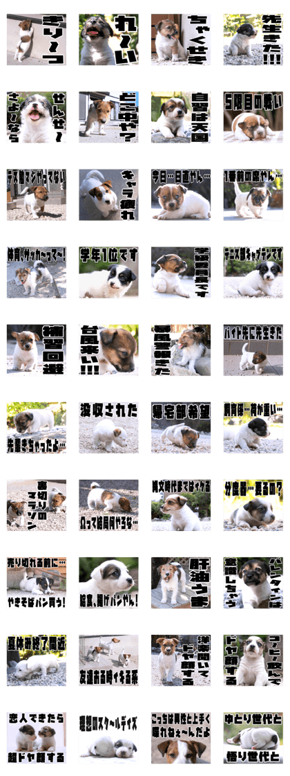 MIEDOG Jack Russell terrier sticker 34