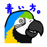 Blue-and-yellow Macaw