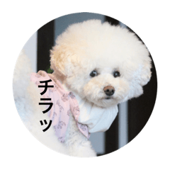 suzu_20210326224151