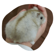 Anatamo Hamuhamu