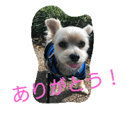 YOTSUBA the dog