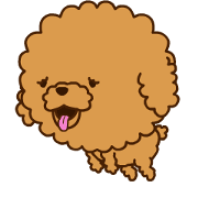 Puka-Pu-Cup Poodle