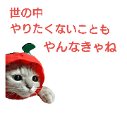 Cat's kito 2