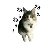 Pon-uri