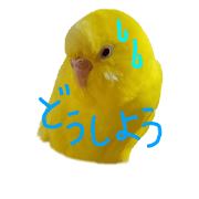 1 day of a parakeet