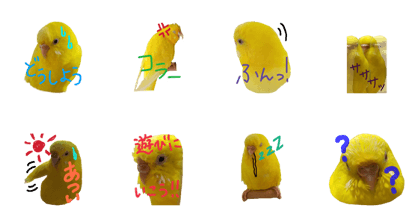 1 day of a parakeet