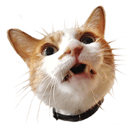Higuchi Yuko's Boris the cat -part 3-