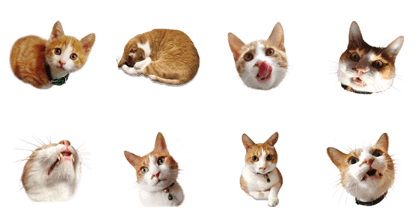 Higuchi Yuko's Boris the cat -part 3-