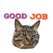 only useful words with my dogs and cats.