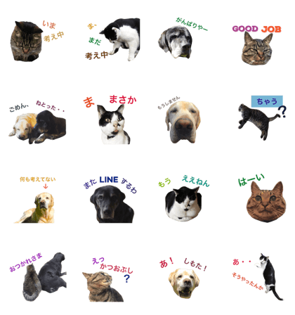 only useful words with my dogs and cats.