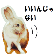mr. rabbit who does a nod