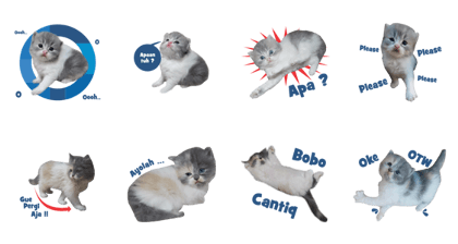 CUTE CAT : LITTLE GREY & JINGGA