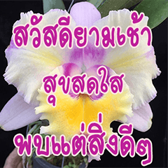 orchid thai5