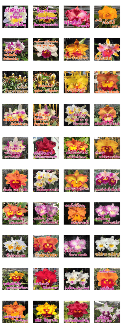 orchid thai5