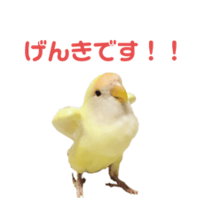 Love bird   Kikichi